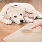 carpet cleaning in Bronx, carpet cleaner in Bronx, carpet cleaners in Bronx, carpet cleaners in Bronx, drapery cleaners in Bronx, carpet cleaning in Bronx, mattress cleaning in Bronx, mattress cleaners in Bronx, commercial carpet cleaning, commercial carpet cleaners in Bronx, Bronx rug cleaners, rug cleaning services in Bronx same day carpet cleaning, same day rug cleaning